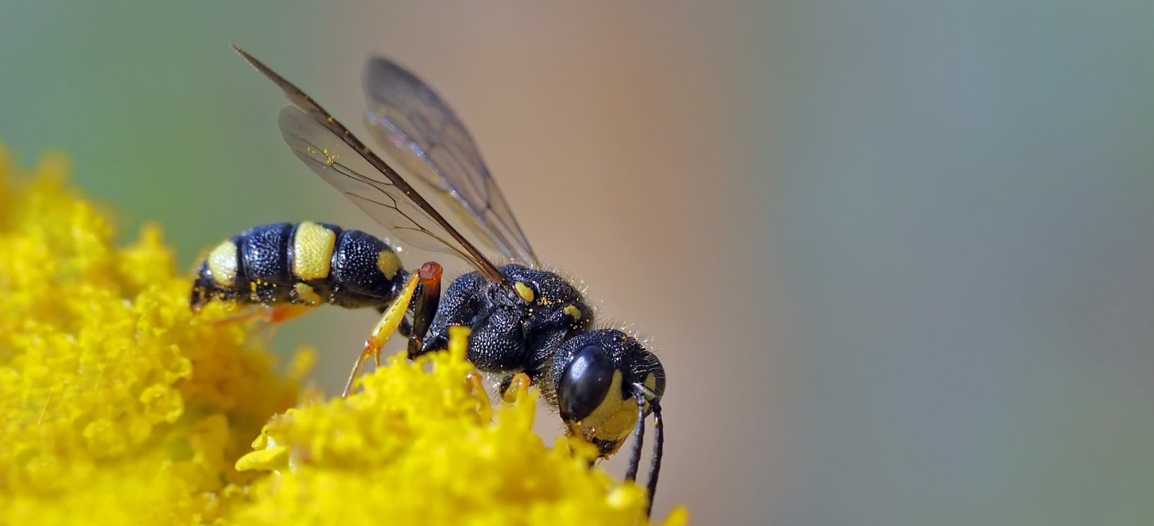 Afbeelding van E-learning Ernstige allergie