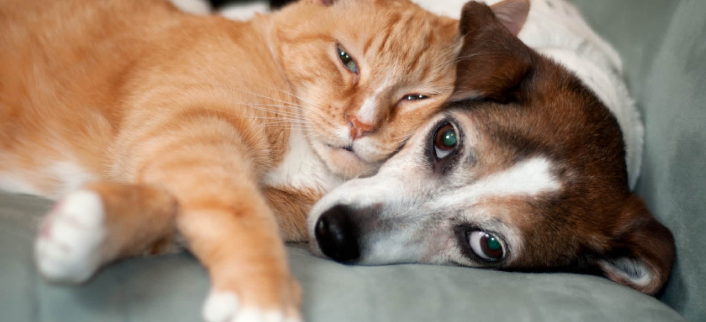 Rode kater ligt met zijn kop uit te rusten op een klein wit bruin hondje