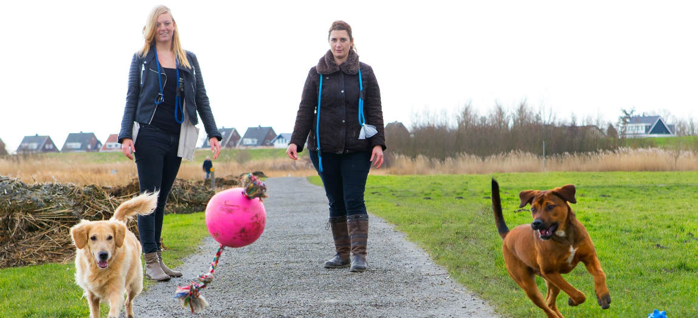 Twee honden rennen achter een roze bal aan met 2 vrouwen die de honden uitlaten