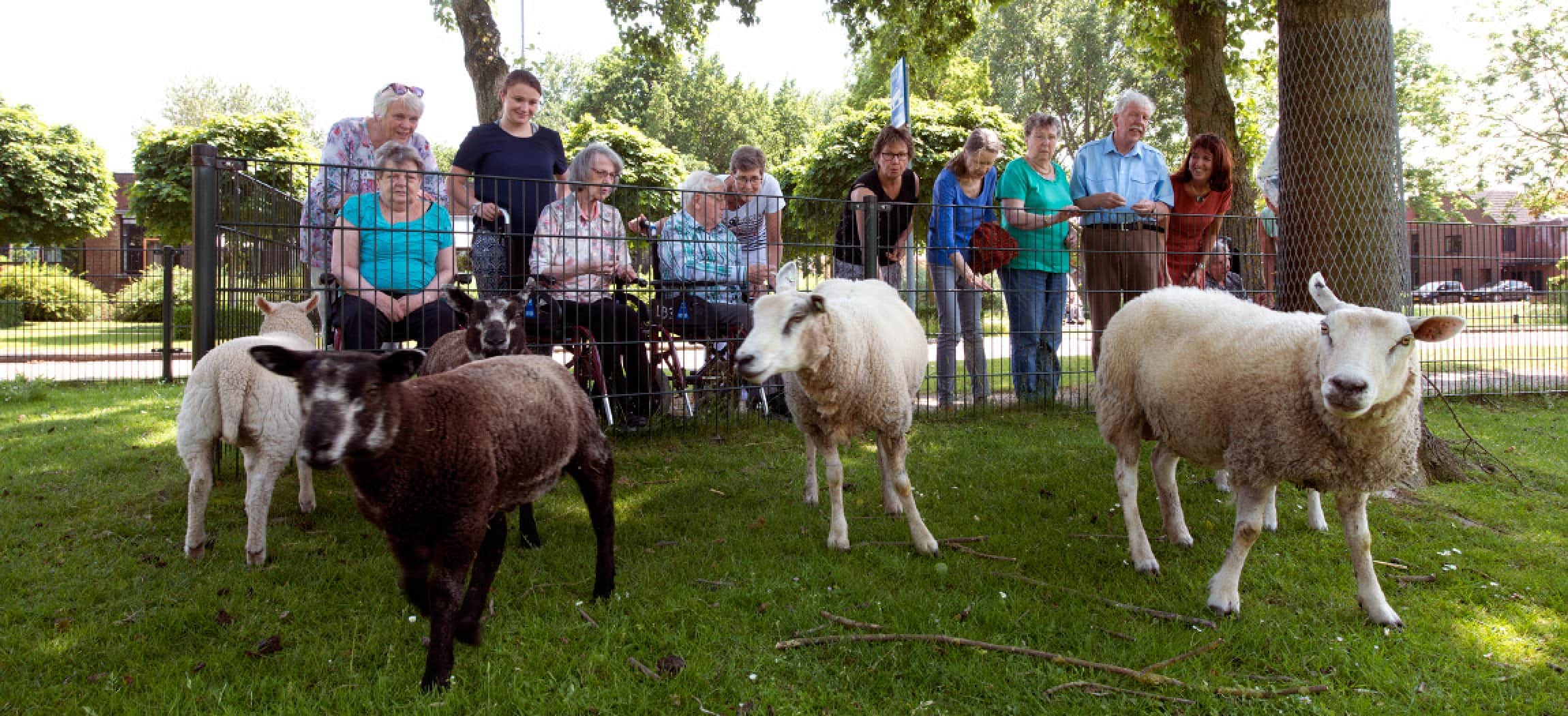 Schapen in een schapenweide met blije oudere mensen achter een laag hekje