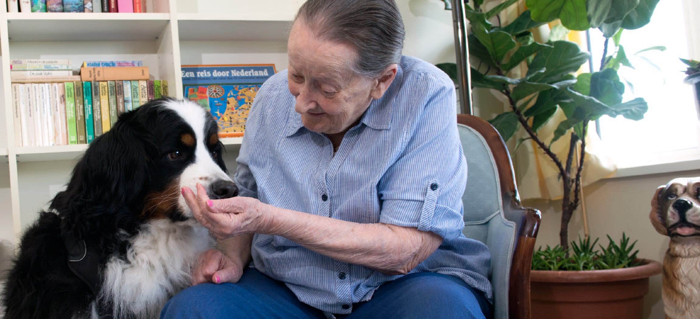 Berner Sennenhond (Pleun) als therapiehond op bezoek bij ouderen