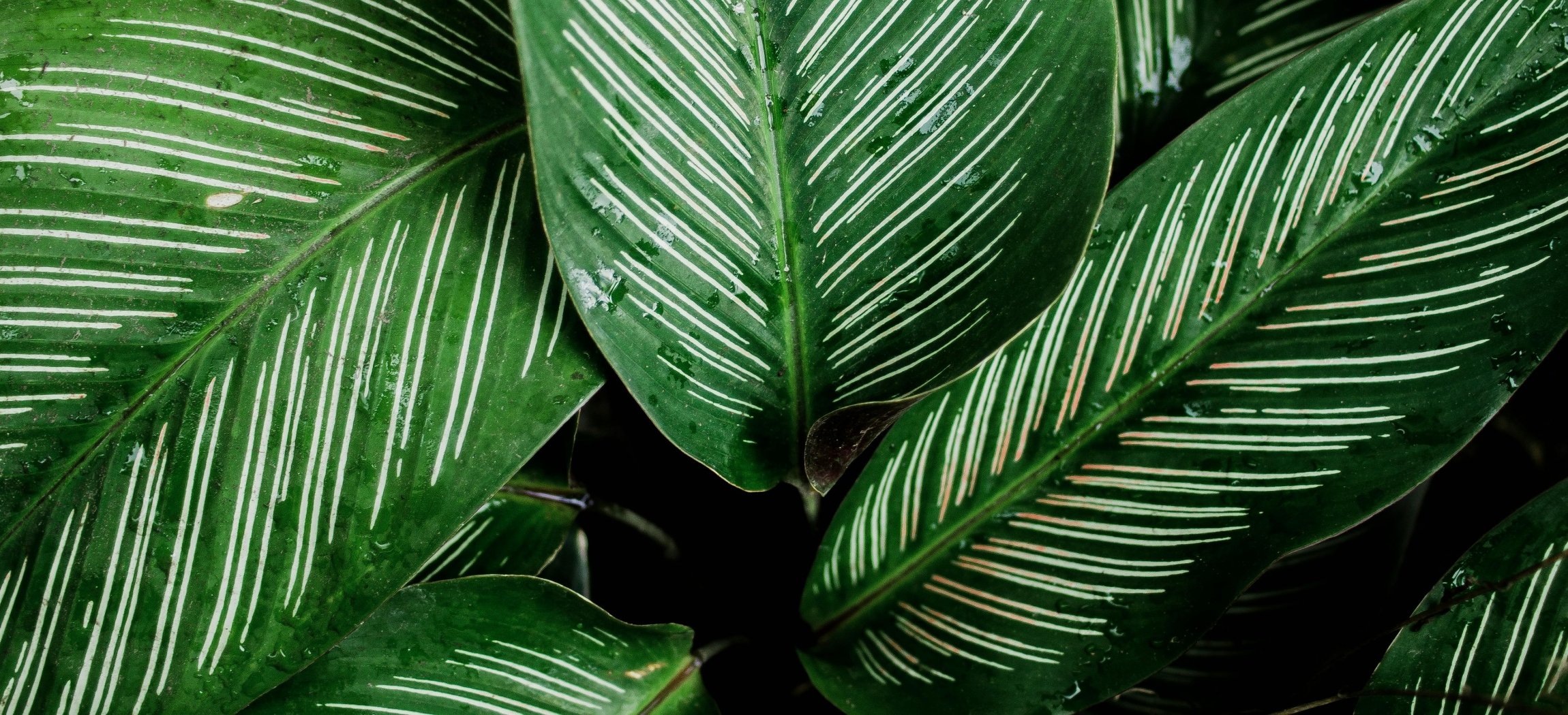 Afbeelding van Onze Green Teams maken het verschil