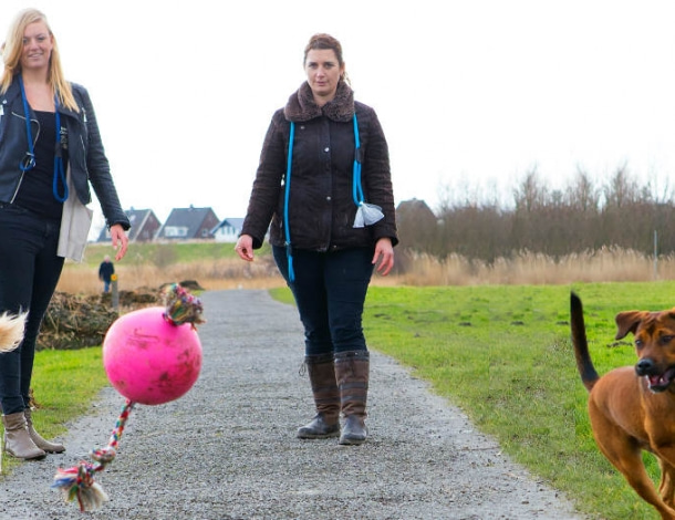 Twee honden rennen achter een roze bal aan met 2 vrouwen die de honden uitlaten