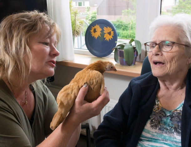 Oudere vrouw in verpleeghuis kijkt naar kip in handen van dierenbegeleider